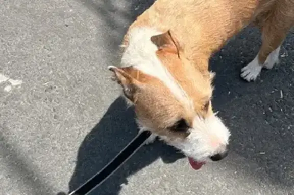 Perro Beige y Blanco Juguetón...