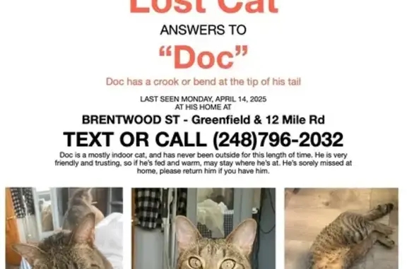 Lost Tabby Cat: Bent Tail - Southfield