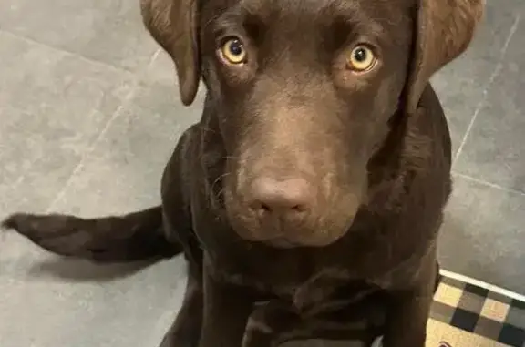 Perro Labrador Marrón Perdido en Zaragoza