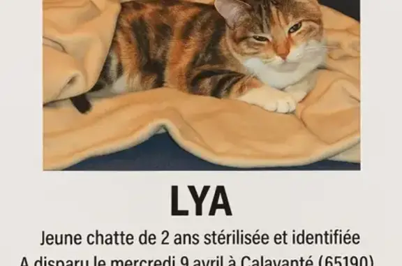 Chat perdu, , photo: Chatte Isabelle perdue, fine, peureuse, Calavanté