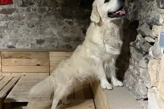 Chien perdu Lozanne, photo : Chien perdu, Chemin du Cimetière, Lozanne