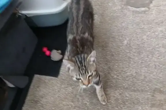 Chat tigré mâle trouvé à Saint-Brieuc - photo