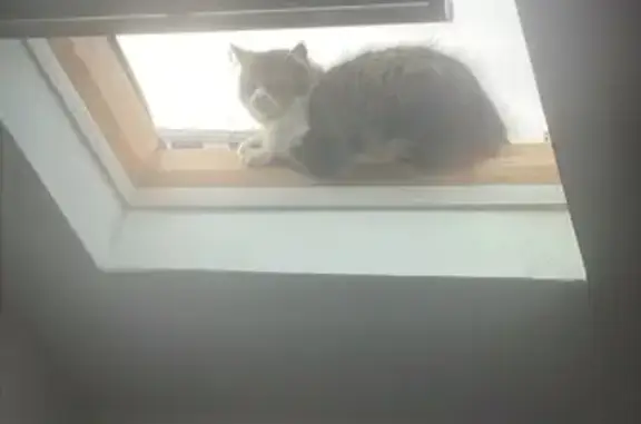 Chatte tigrée bloquée sur toit à Lille - photo