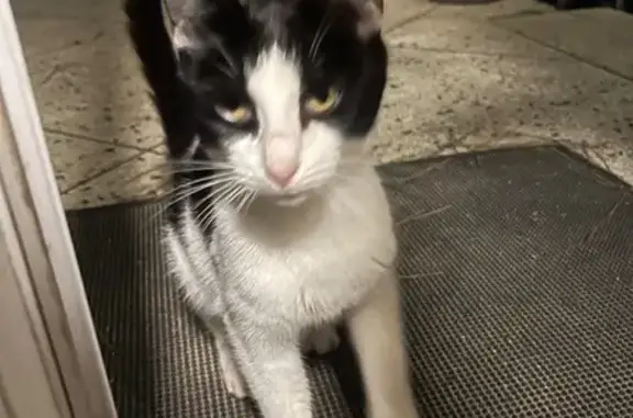 Chatte câline amaigrie trouvée à Porto-Vecchio - photo