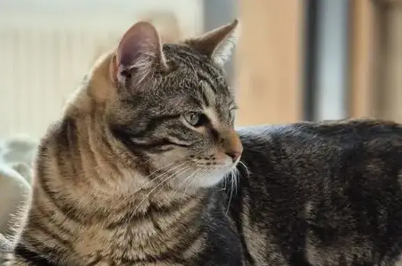 Chat perdu tigré mi-long, Trégueux - photo
