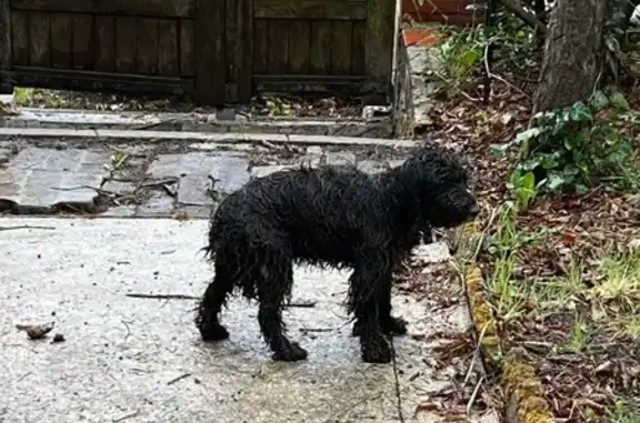 Animaux trouvés Sermaize-les-Bains, photo: Petit chien noir frisé errant à Sermaize