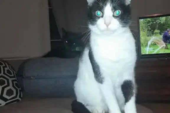 Animaux perdus Cognac-la-Forêt, photo: Chatte perdue, noire/blanche, Cognac-la-Forêt