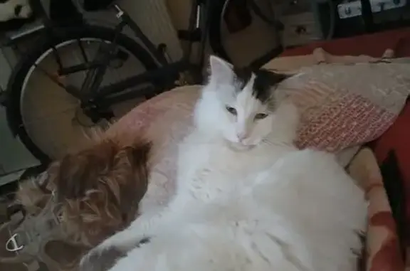 Chat perdu, 2 ans, rue d'Alsace Lorraine - photo