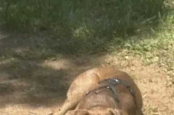 Friendly Brown Dog Found on West Knight Rd
