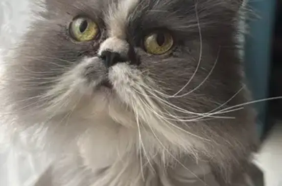 Chat perdu, Billère, photo: Chatte stérilisée perdue à Billère
