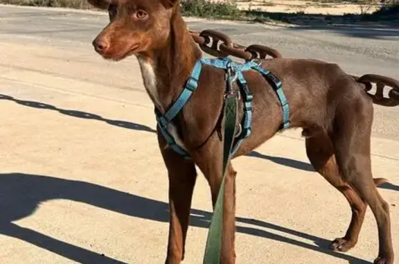 Jeune Podenco perdu près de Lacapelle-Cabanac - photo