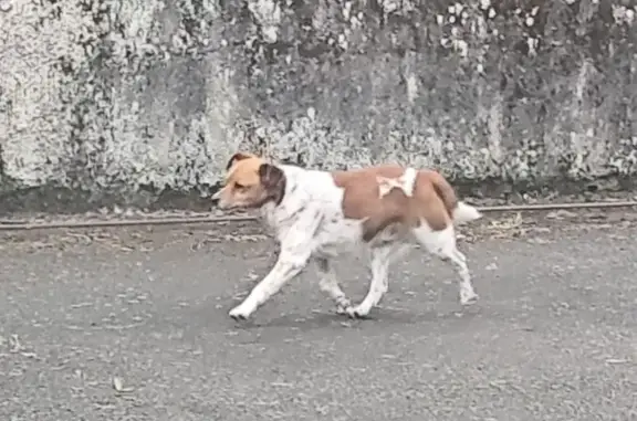 Chien peureux en fuite à Fleury-les-Aubrais - photo