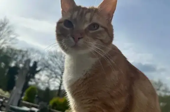 Chat perdu, , photo: Chat perdu Marley, petit et adorable