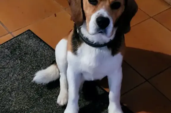 Animaux perdus , photo: Beagle tricolore perdu près de Gauty