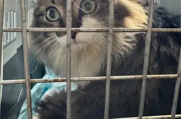 Chat perdu, Meyreuil, photo: Chat marron-blanc perdu, soins nécessaires