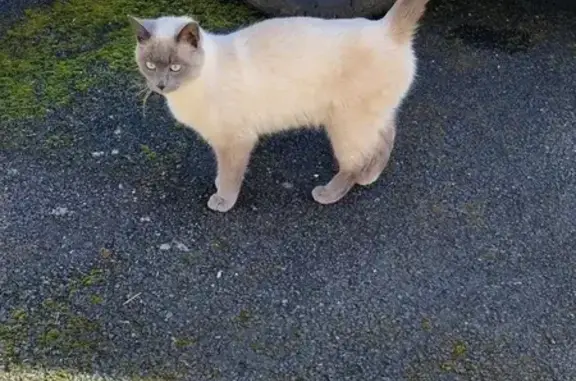Chat perdu : Yoshi, 10 mois, Vallon-en-Sully - photo