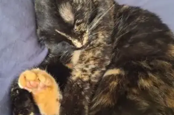 Chat perdu, , photo: Chatte écaille disparue à Lissay-Lochy