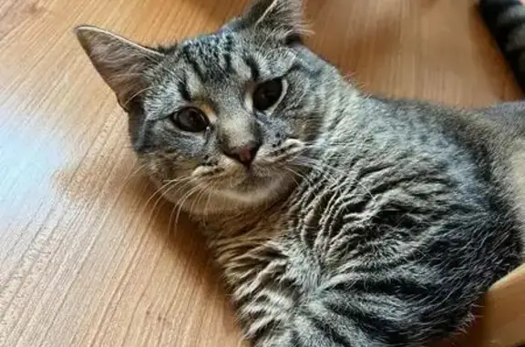 Chat perdu, Lille, photo: Chat perdu ce matin, Place Leroux, Lille