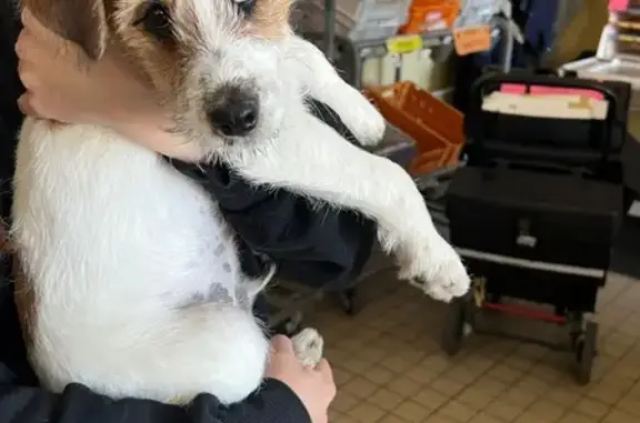 Chiot terrier caramel/blanc trouvé à Bourganeuf - photo