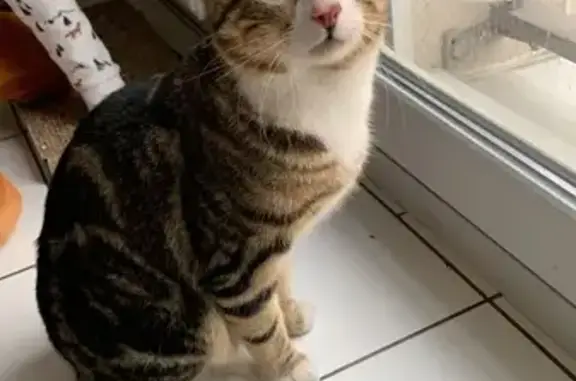 Chat trouvé à Reims, remis au refuge 19/04 - photo