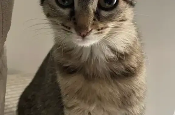 Chat trouvé dans un sac, rue Paradoux, Toulouse - photo