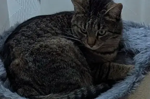 Chat tigré perdu, Les Abrets en Dauphiné - photo