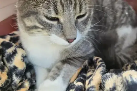 Animaux trouvés Sotteville-lès-Rouen, photo: Chat trouvé rue Jules Guesde, Sotteville