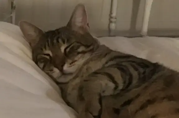 Chat perdu, Agen, photo: Chat tigré perdu à Agen, 8 ans