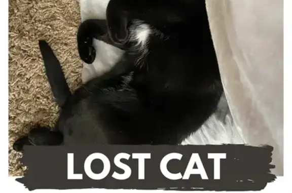 Lost Cat: Friendly Black & White in NLV