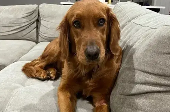 Lost Dog in Rigby ID: Timid, Red Collar