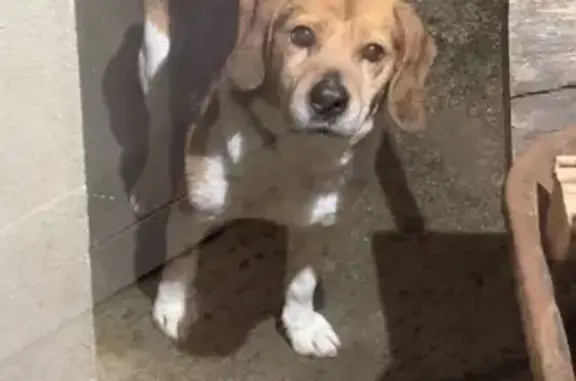 Beagle perdue, 11 ans, Rue de Fougere - photo