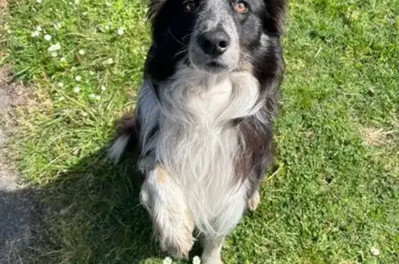 Chien trouvé Mimizan, photo: Border collie noir/blanc trouvé à Mimizan