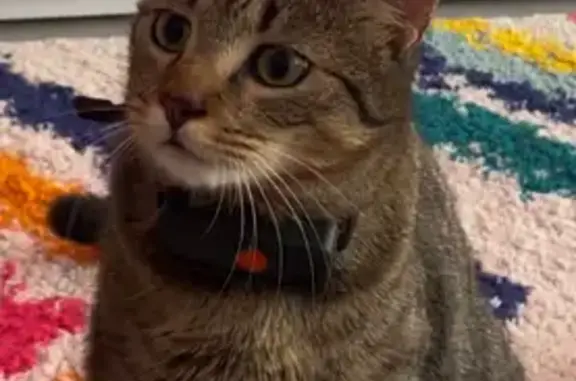 Animaux perdus Blanquefort, photo: Chat tigré perdu avec collier noir, Blanquefort