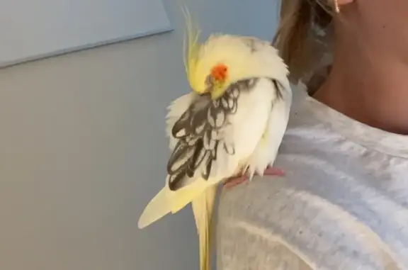 Lost Cockatiels: Leo & Louie in Cambridge