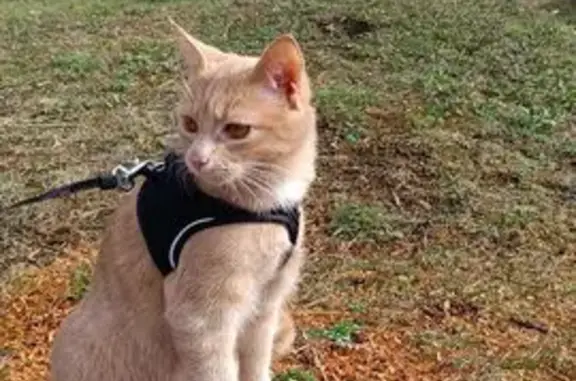 Chat roux tigré perdu à Annemasse - photo