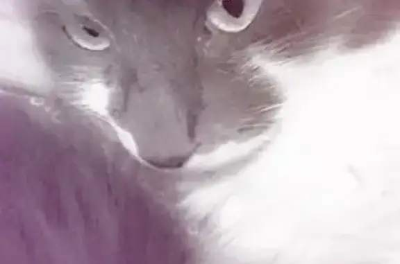 Chat perdu, Saint-Étienne-du-Bois, photo: Chatte grise et blanche perdue à Saint-Étienne