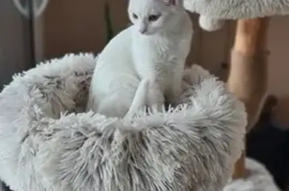 Chatte blanche perdue à Cugand - photo