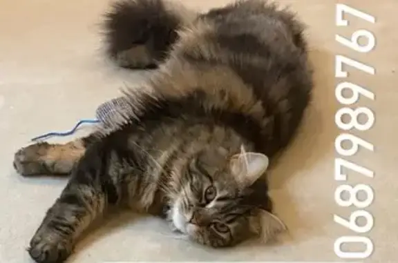 Animaux perdus Paris, photo: Chat perdu à Paris : Aidez à retrouver Ogi