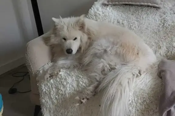 Chien perdu , photo : Vieux samoyède blanc perdu à La Hoguette