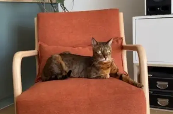Animaux perdus Bordeaux, photo: Chat perdu Taïka, peureux, rue Lacornée