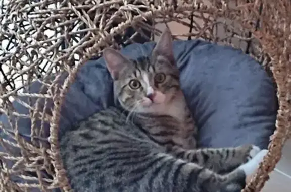 Chat mâle perdu, tatoué, stérilisé, craintif - photo