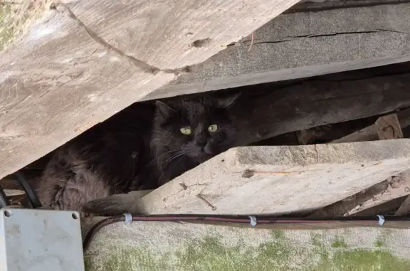 Chat gris trouvé, rue de la Busotière - photo