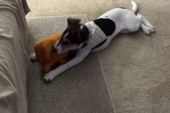 Lost Dog: Shy, Black & White, Microchipped
