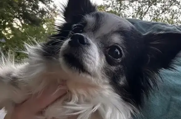 Found: Sweet Black & White Dog in Kennesaw