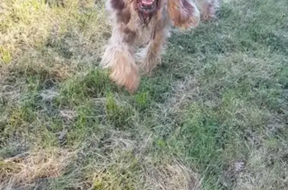 Chien trouvé , photo: Griffon trouvé à Saint-Antonin-Noble-Val