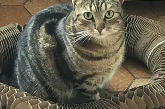 Animaux perdus , photo: Chatte tigrée perdue, Rue des Rosiers