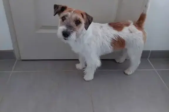 Chien perdu à Sadirac : Jack Russel tricolore - photo
