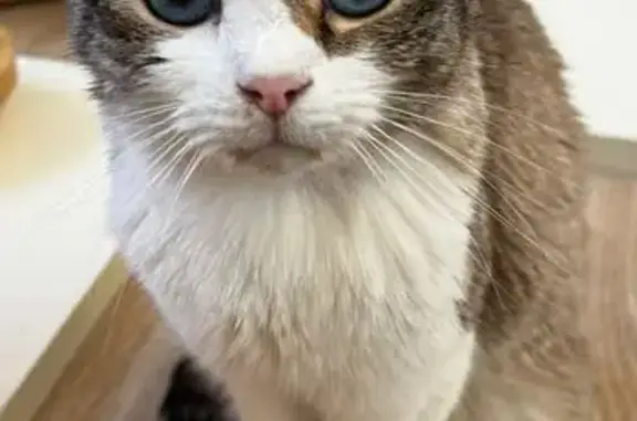Animaux perdus Feuchy, photo: Chat perdue, Cou rasé, Rue de la Chapelle