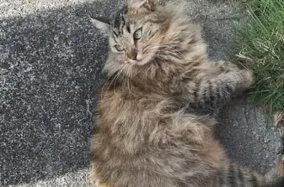 Chatte Perdue, 2 Ans, Marron Tigré, Pionnat - photo