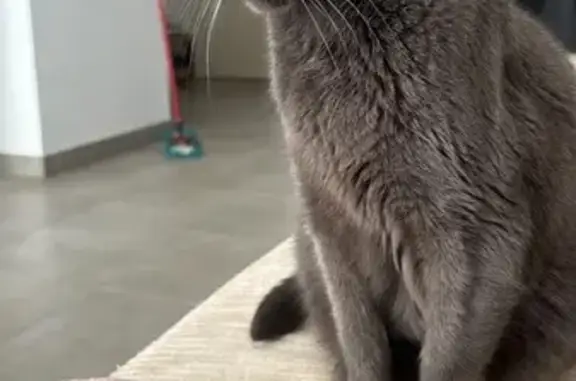 Animaux perdus Malataverne, photo: Chat gris perdu, queue coupée, Malataverne